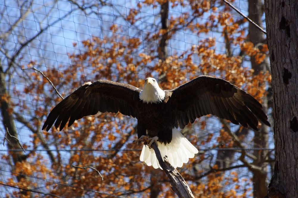 An eagle with his wings spread at Potter Park