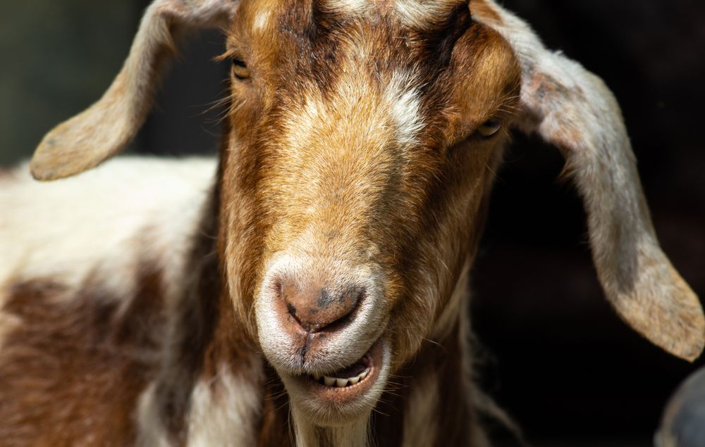 A closeup photo of a goat at Potter Park