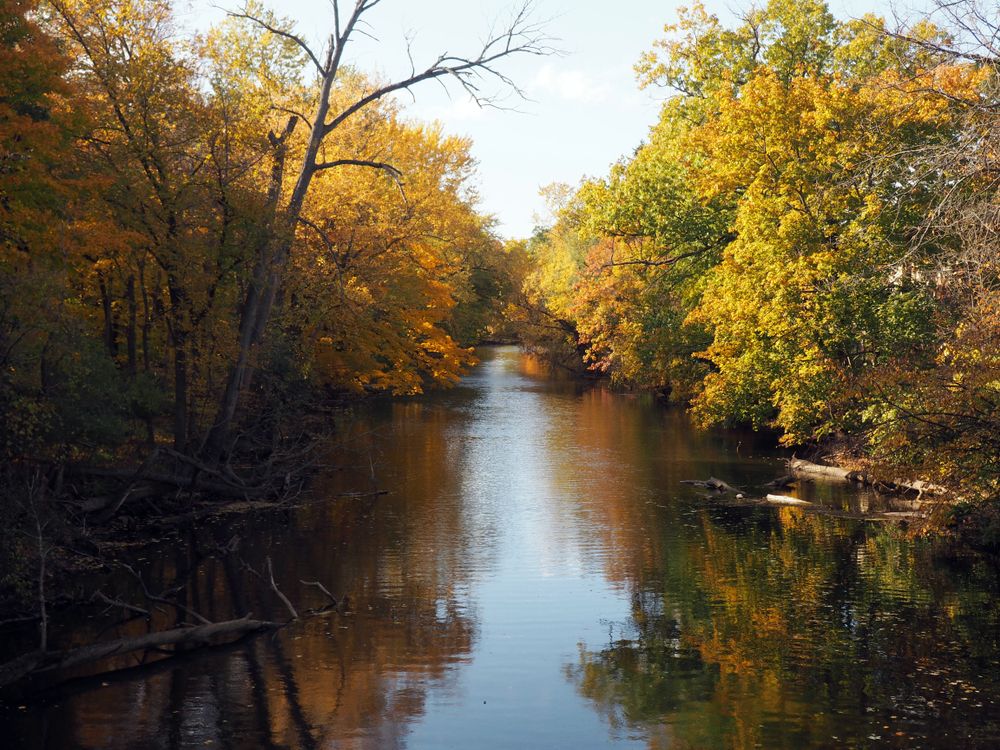 Calm waters of Red Cedar River surrounded with trees