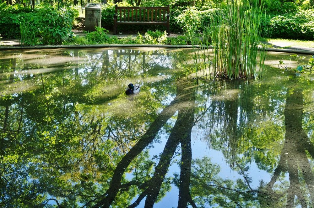 A duck on a pond at W.J. Beal Botanical Garden