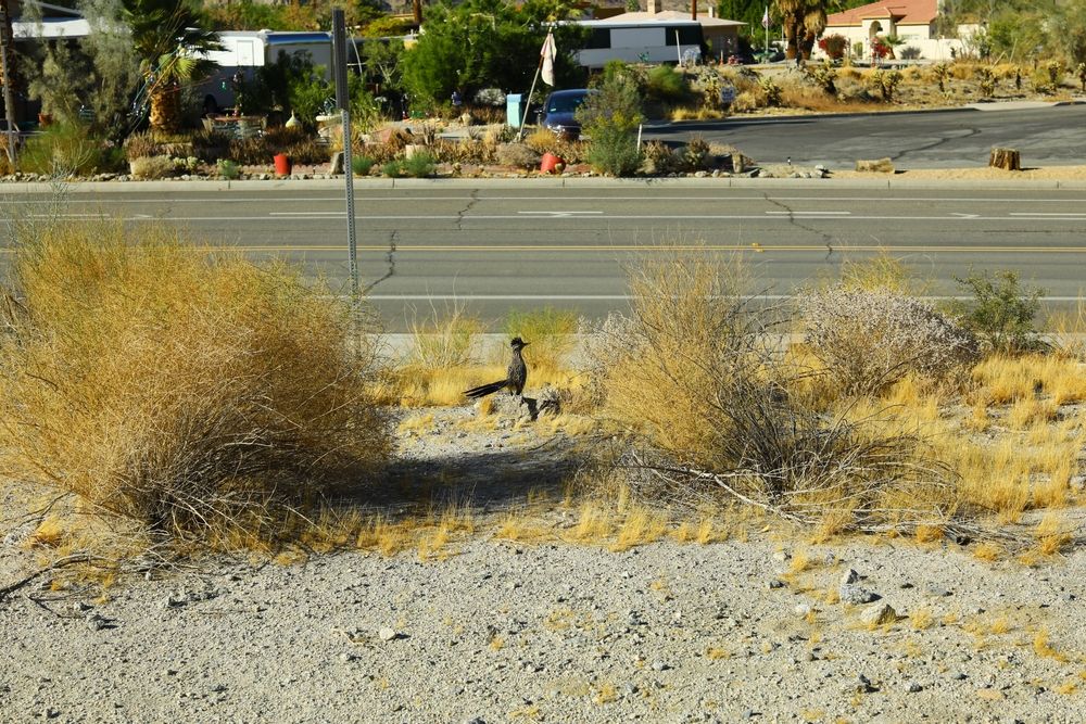 Desert bird at Cove Oasis Trailhead.