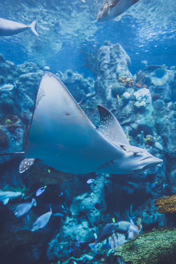 Marine life in the Aquarium of the Pacific