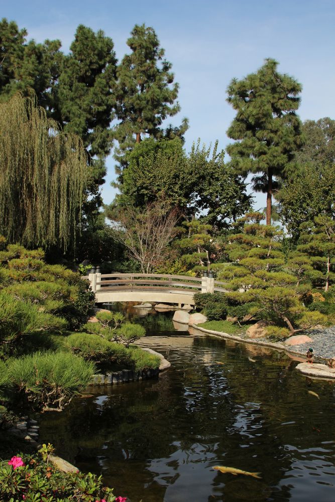 Koi pond at Earl Burns Miller Japanese Garden