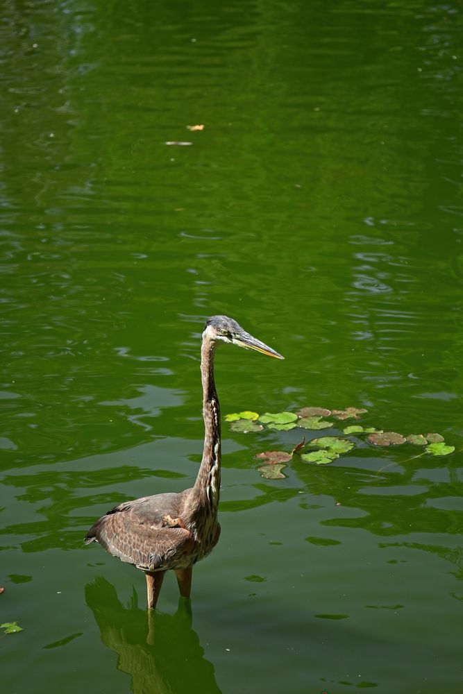 Great heron at Earl Burns Miller Japanese Garden