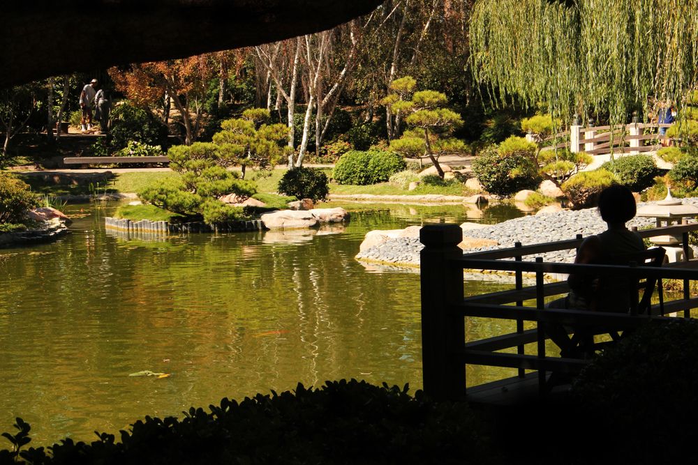 Person admiring the view at Earl Burns Miller Japanese Garden