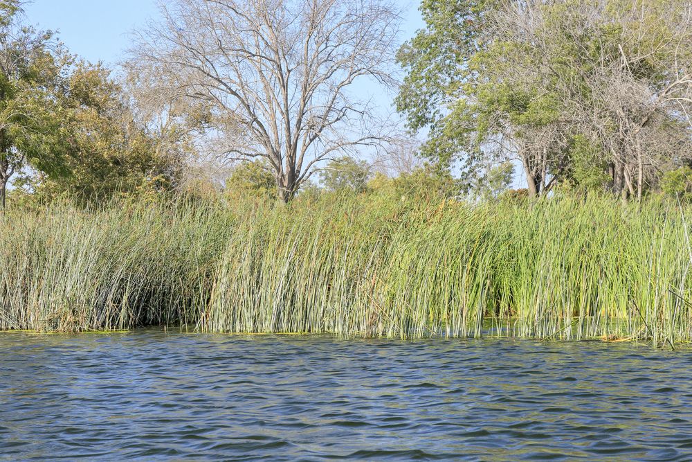 Water reeds at El Dorado East Regional Park