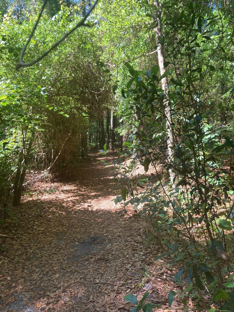 Nature trail at Alligator Lake Park