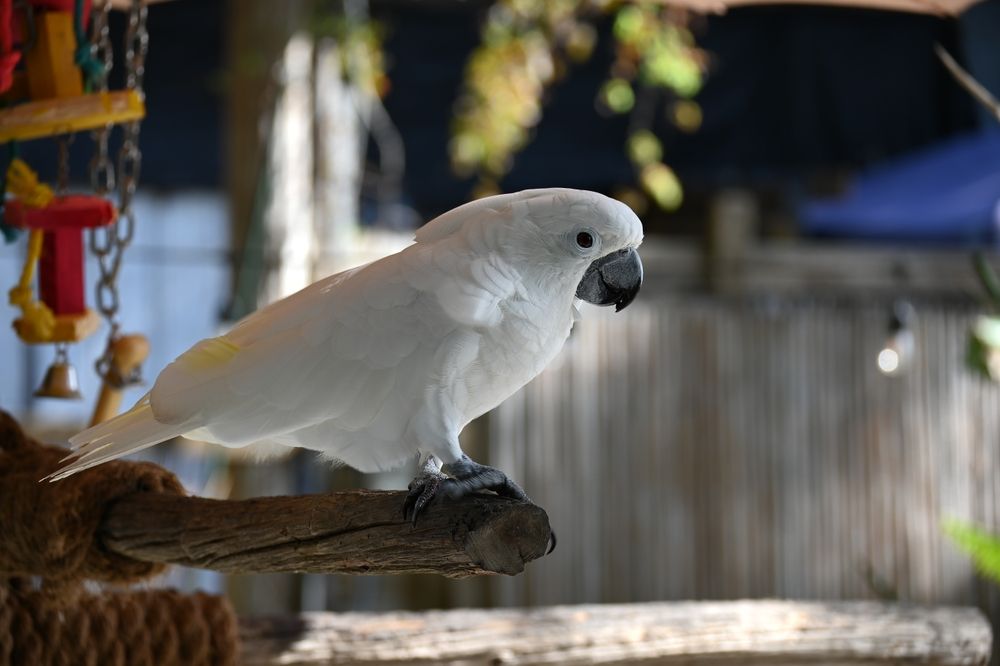 A bird at Bonita Wonder Gardens