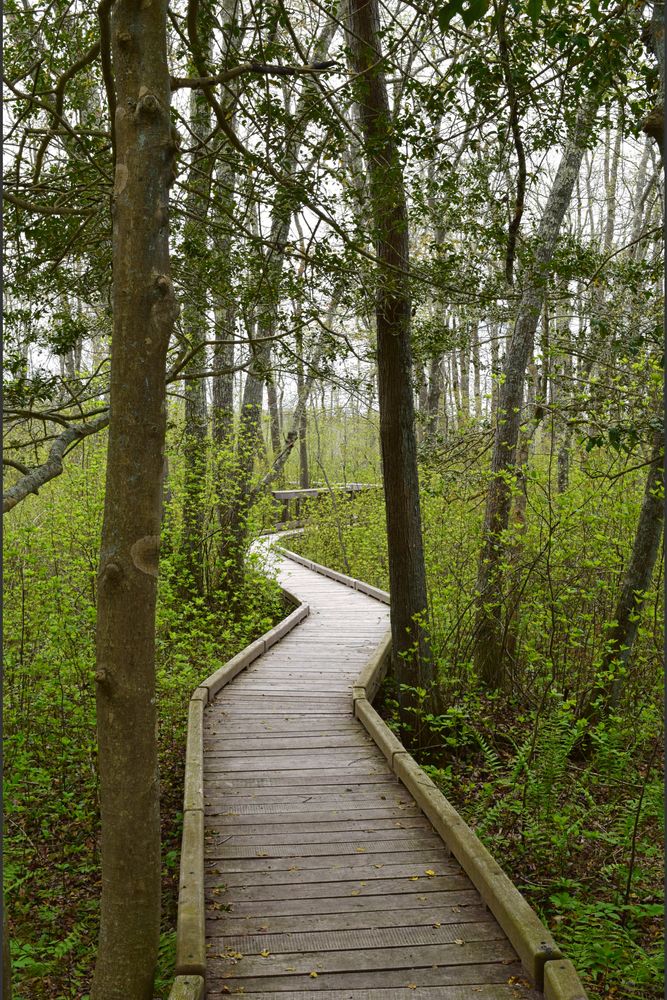 Boardwalk at Dundery Brook Trail