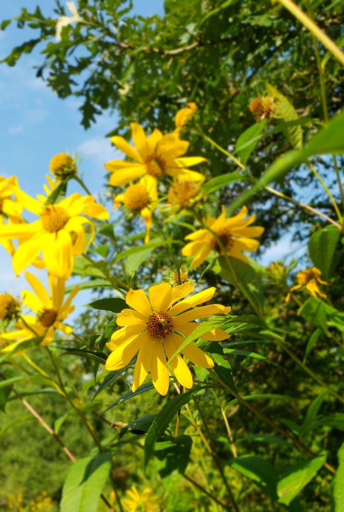 Pretty flowers at the Holden Arboretum