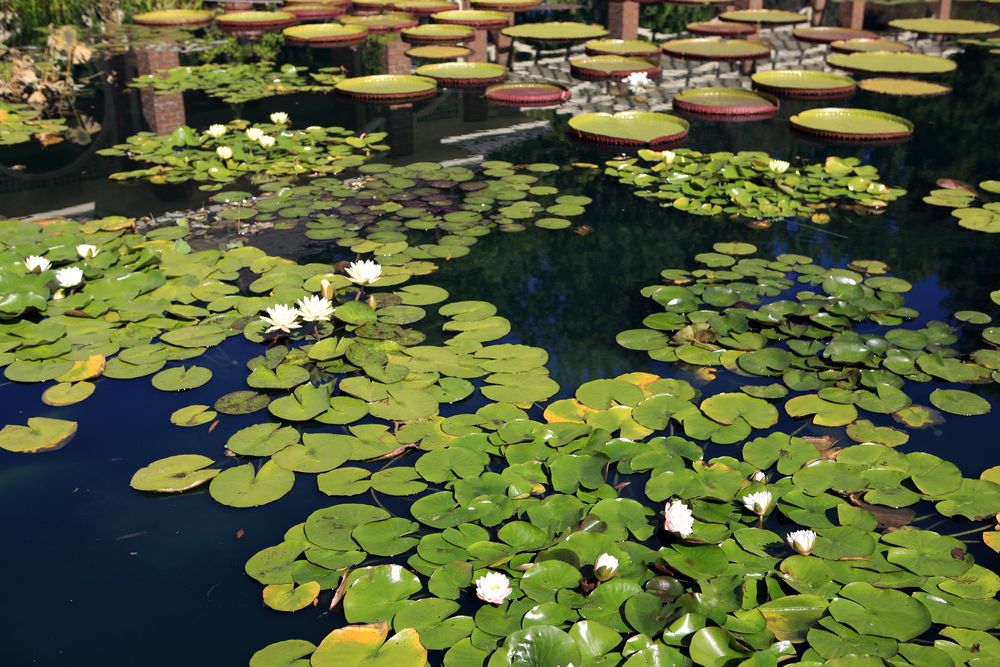 Lily pad pond at Huntsville Botanical Garden