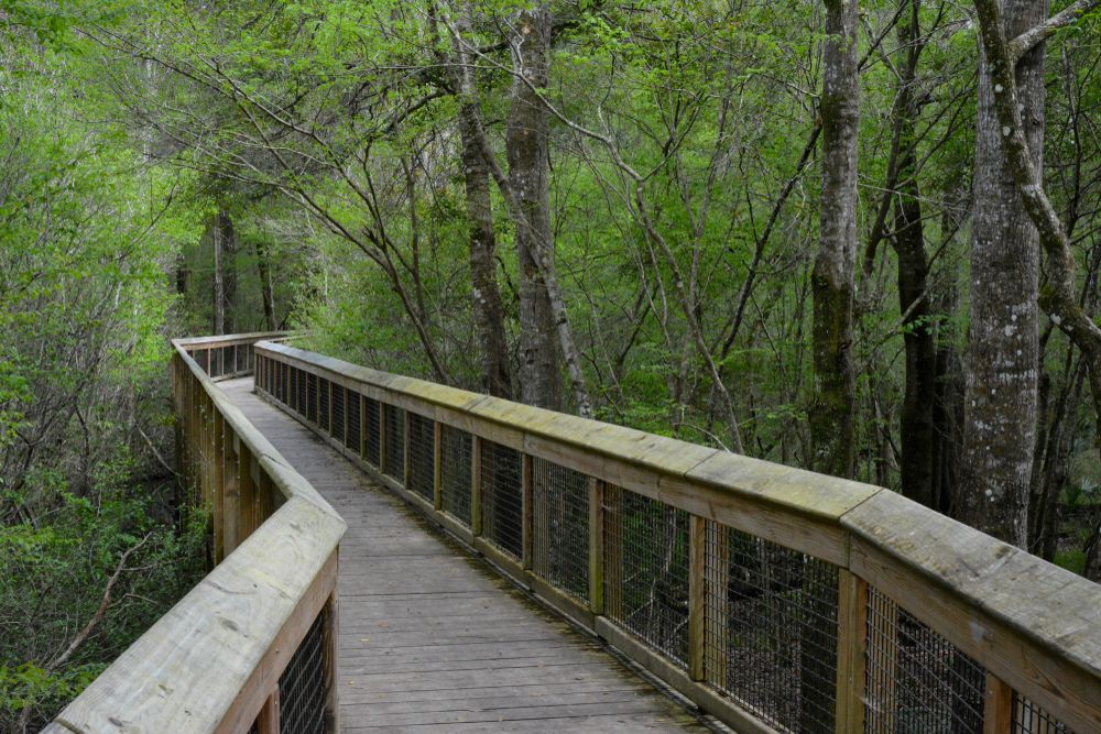Boardwalk at Ichetucknee Springs State Park