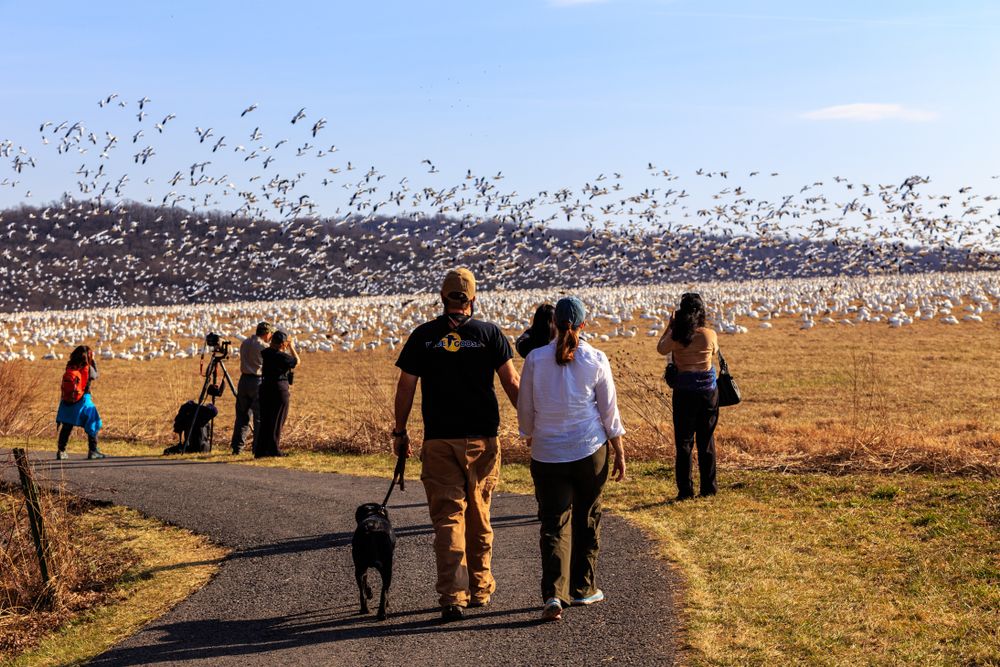 People watching the birds at Middle Creek Wildlife Management Area