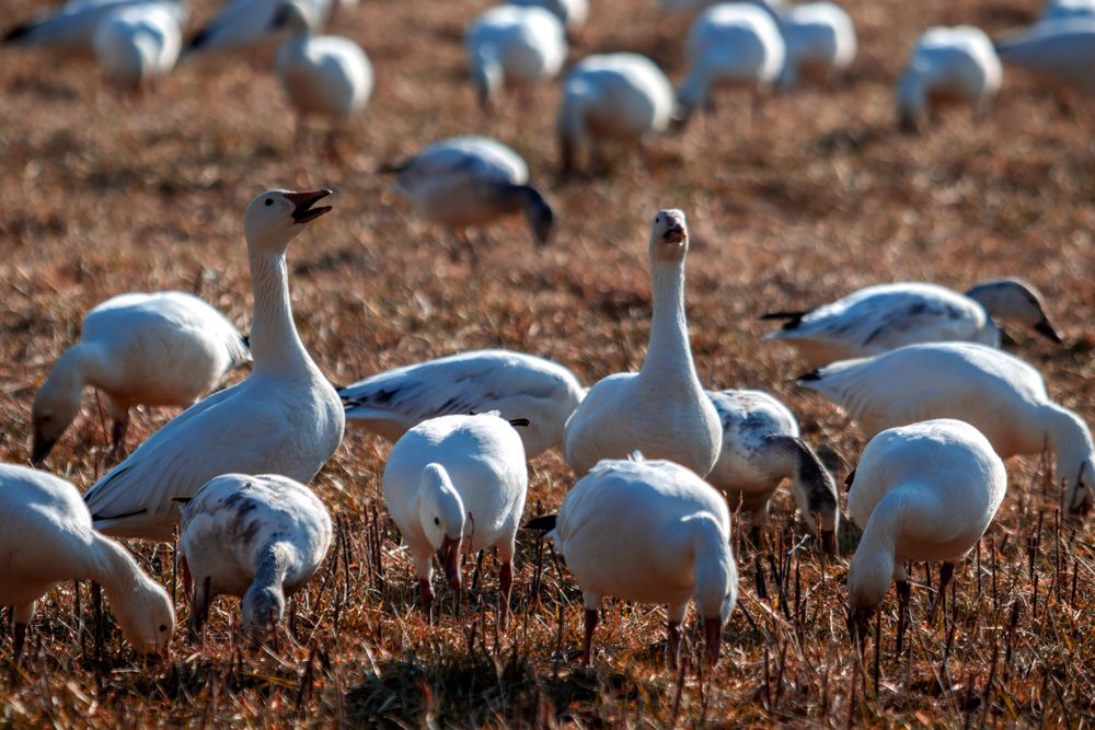 Snow geese on the grounds of Middle Creek Wildlife Management Area