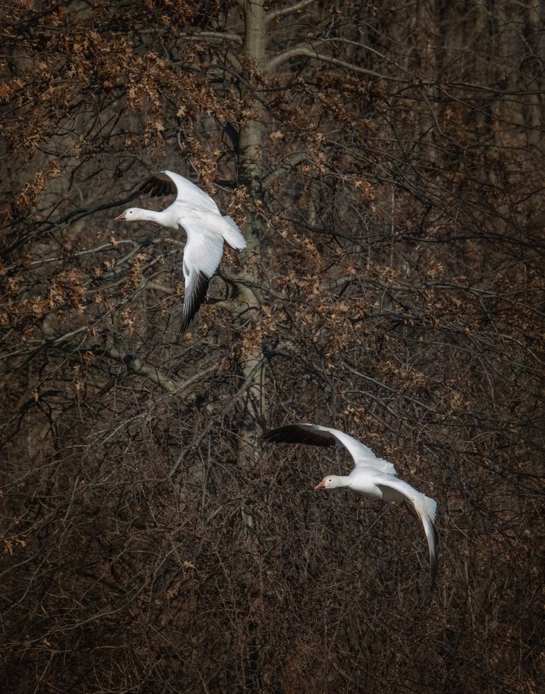 Snow geese flying over Middle Creek Wildlife Management Area