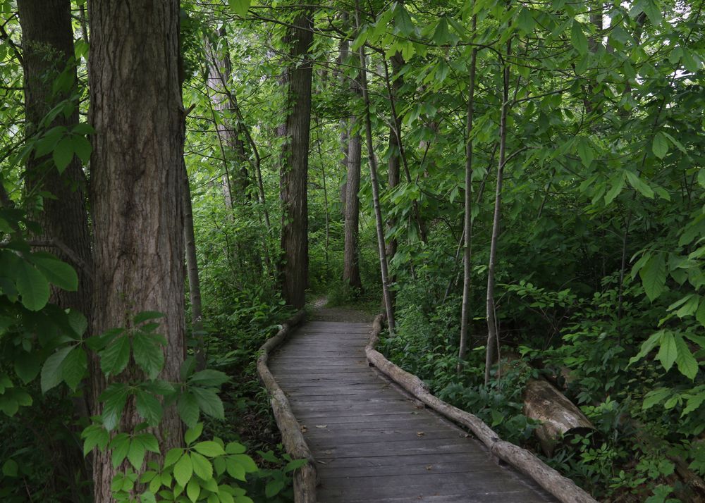 Boardwalk at North Chagrin Reservation