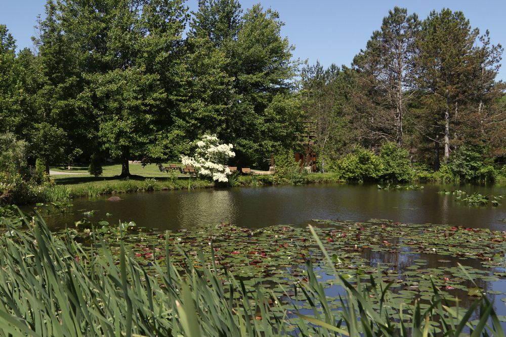 Lily pad pond at Penitentiary Glen Reservation