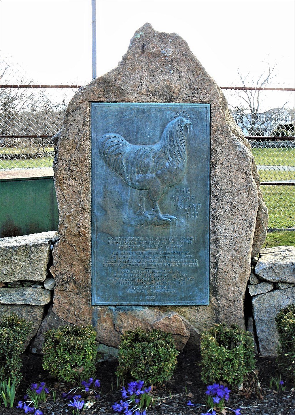 Daytime view of the Rhode Island Red Monument