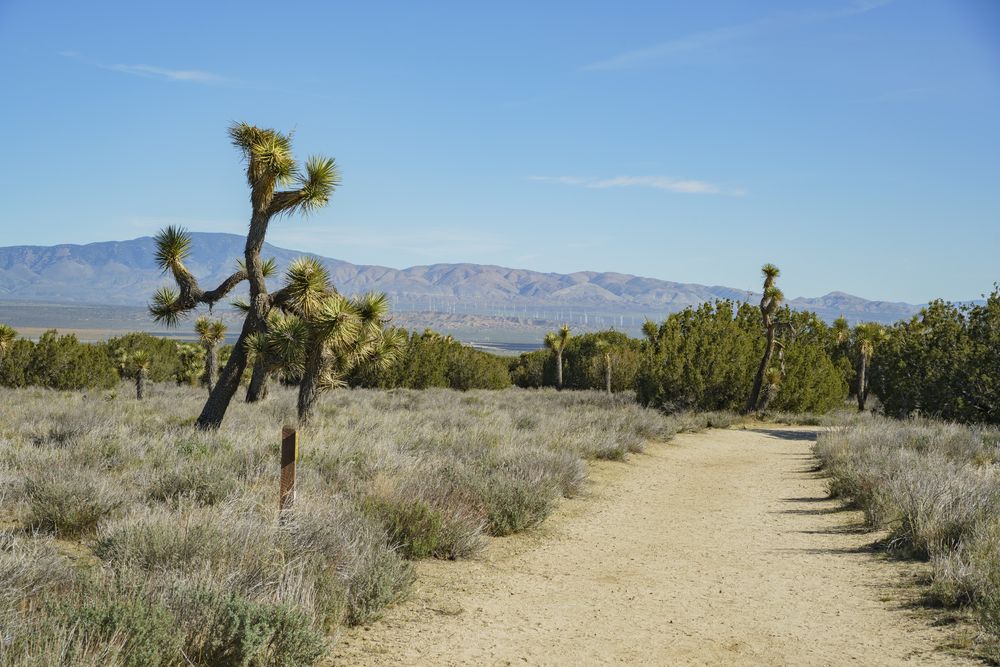 Nature trail at Arthur B. Ripley Desert Woodland State Park