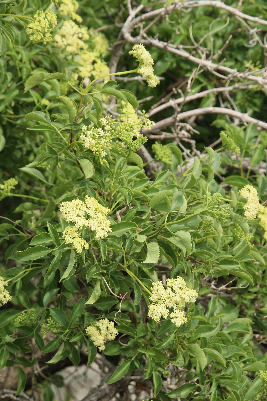Elderberry at Arthur B. Ripley Desert Woodland State Park