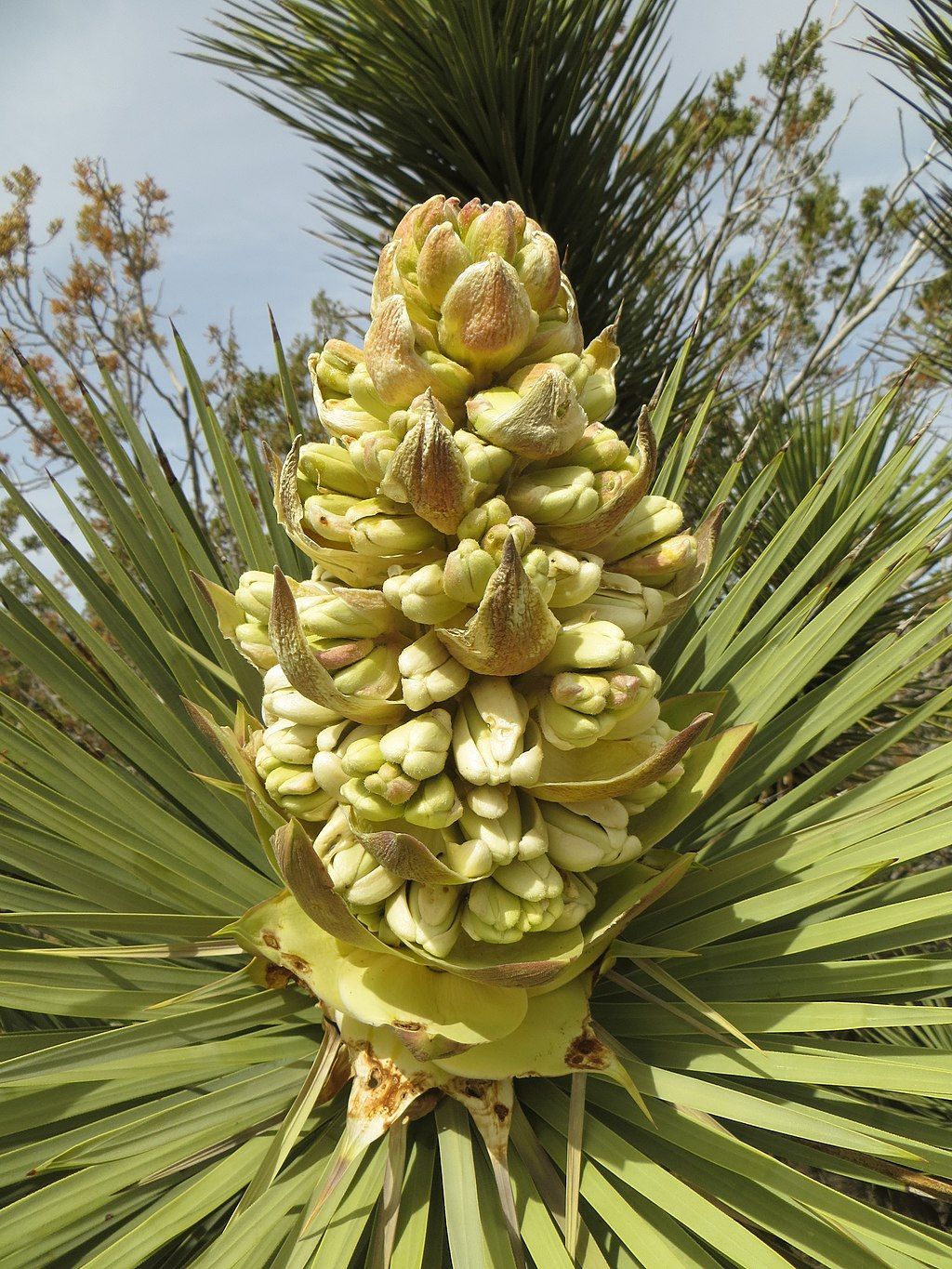 Joshua tree flower at Arthur B. Ripley Desert Woodland State Park
