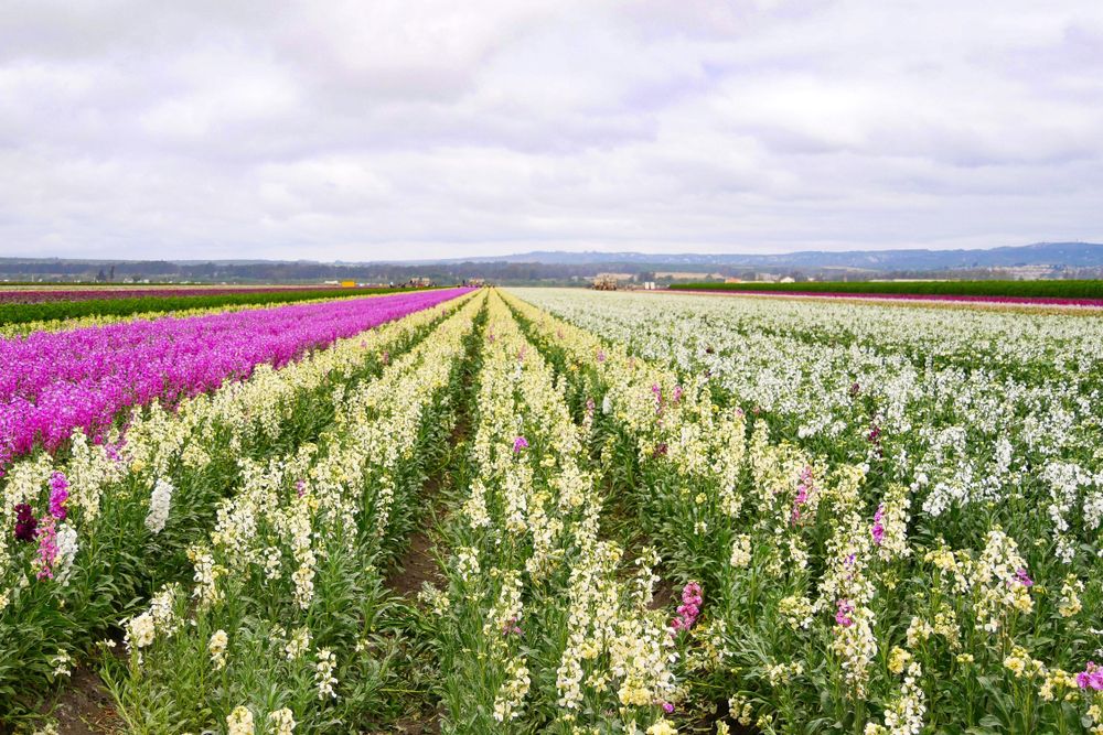 Daytime view of the beautiful Lompoc Flower Fields