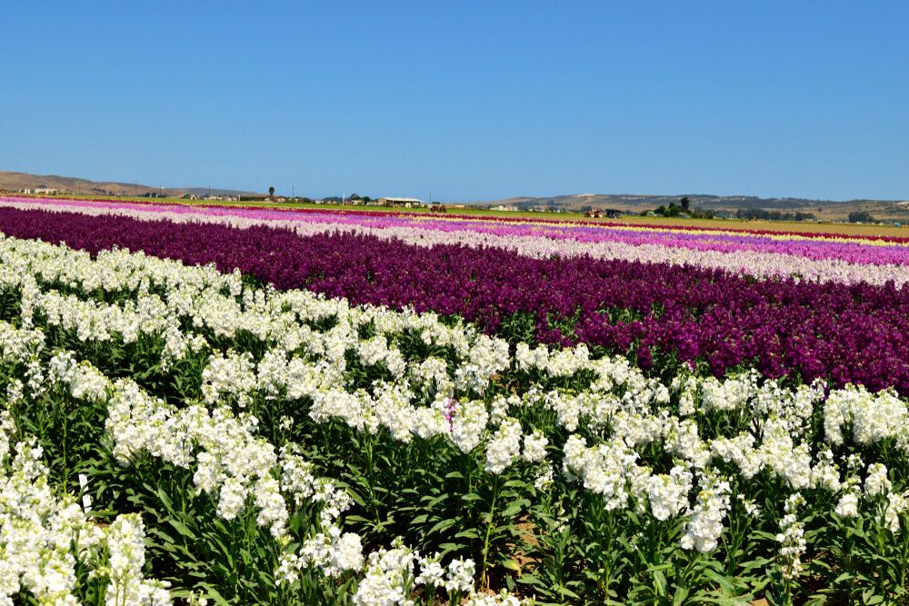 Colorful flowers at Lompoc Flower Fields