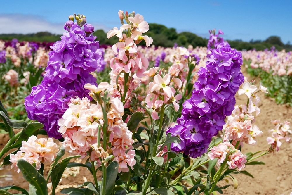 Closeup of a flower at Lompoc Flower Fields
