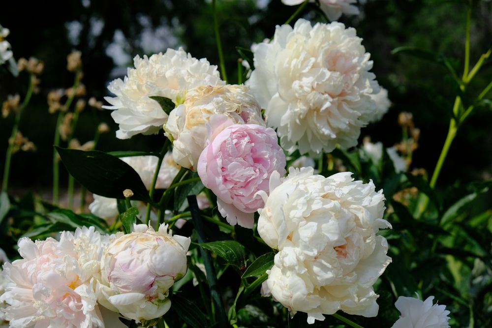 Beautiful flowers at Kendrick Lake Park