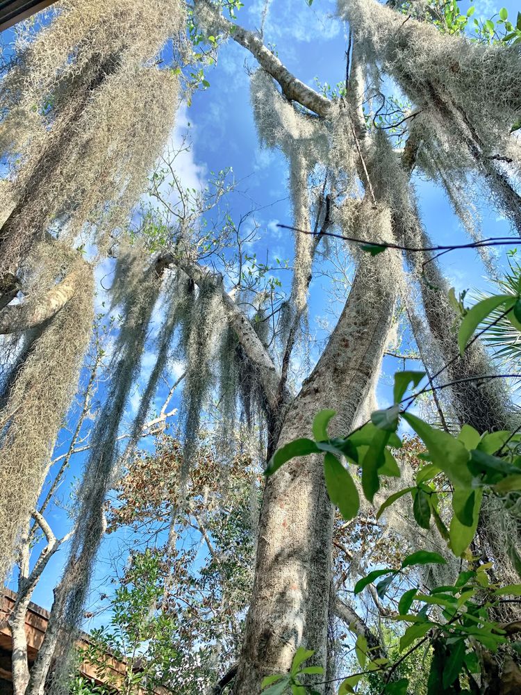 Moss trees at Fern Forest Nature Center