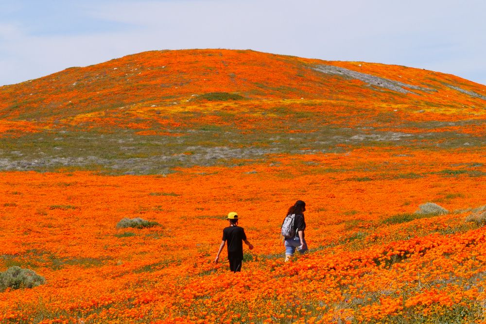 People walking along Antelope Valley California Poppy Reserve