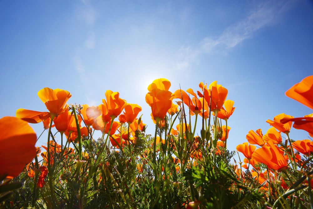 Vibrant poppies at Antelope Valley California Poppy Reserve