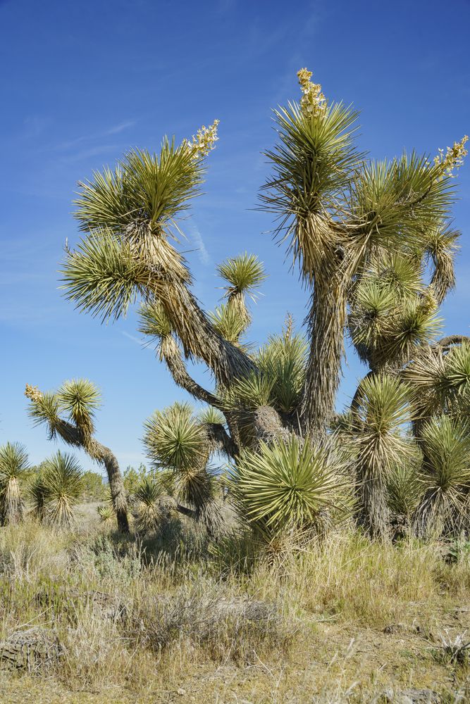 Joshua tree at Arthur B. Ripley Desert Woodland State Park