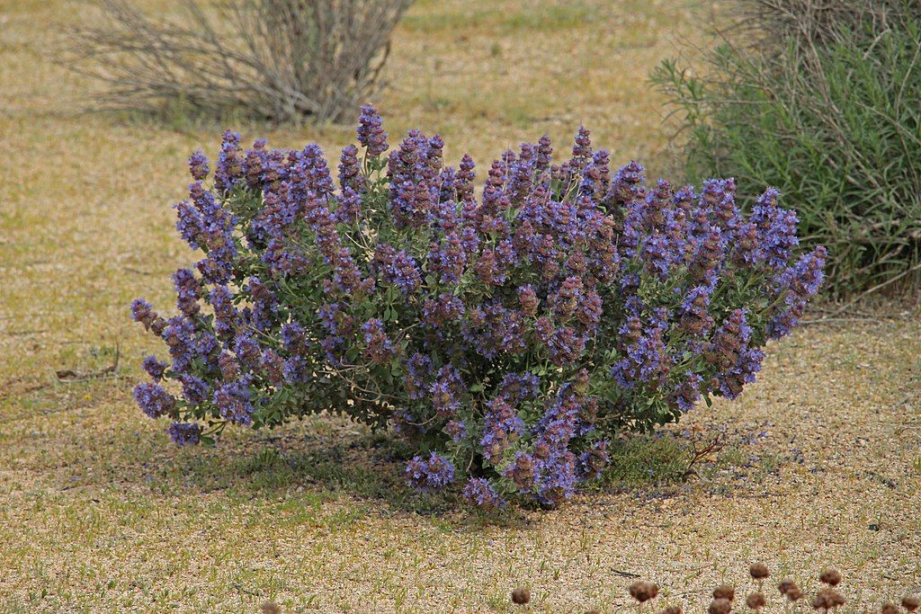 Wildflowers at Arthur B. Ripley Desert Woodland State Park