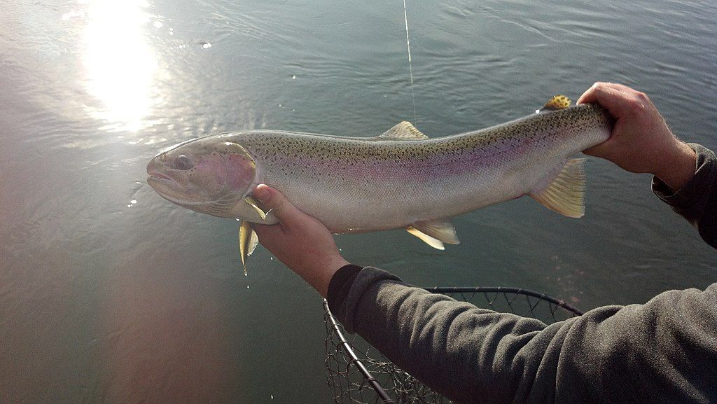 Steelhead fish from snake river