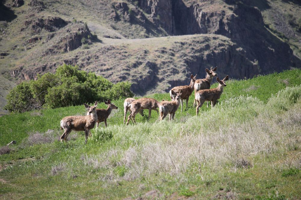 Herd of deer at Hells Canyon