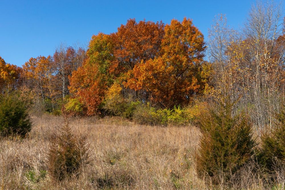 Landscape of Buffalo Rock State Park