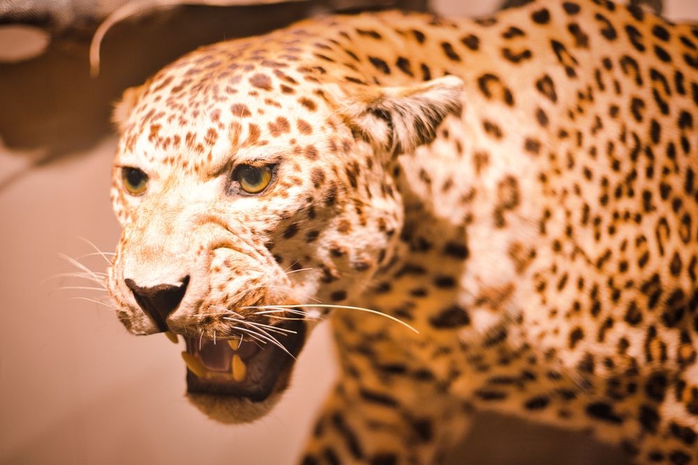 A leopard displayed in University of Kansas Natural History Museum