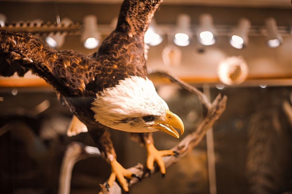 An eagle displayed in University of Kansas Natural History Museum