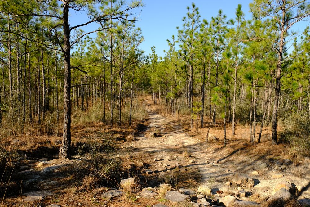 Backbone trail at Kisatchie National Forest
