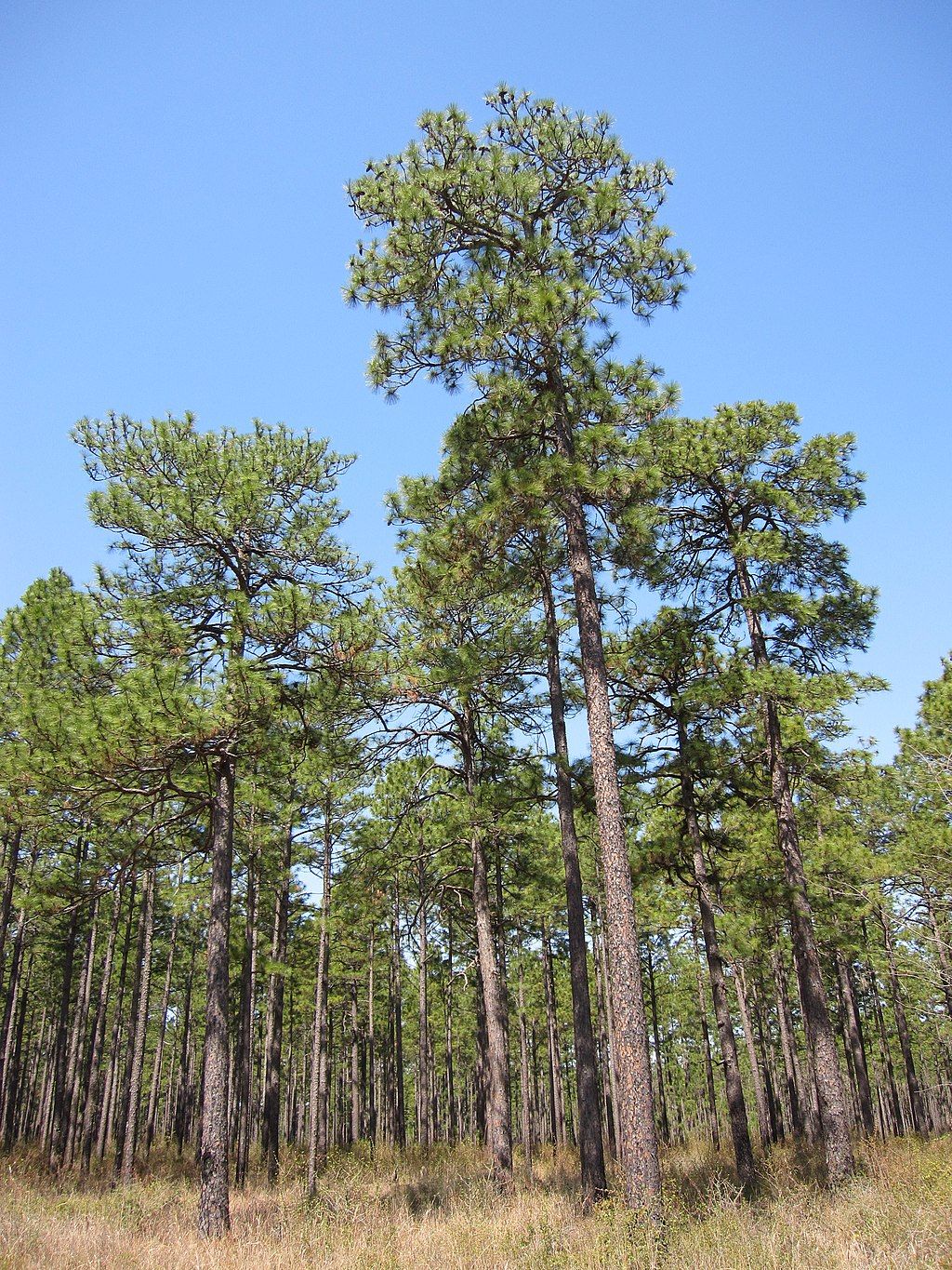 Trees at Kisatchie National Forest