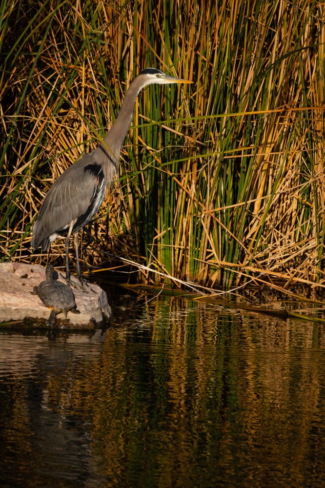 A heron at Clark County Wetlands Park