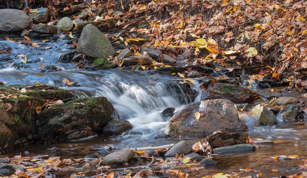 Stream at Barrett Park