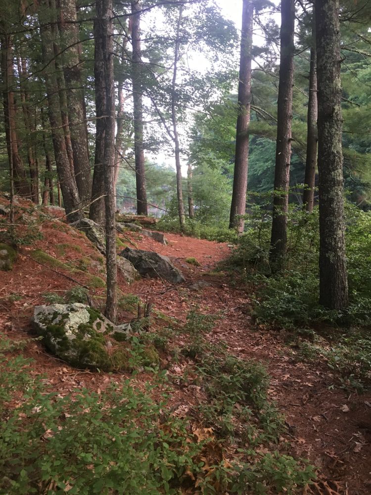 A trail at Harold Parker State Forest