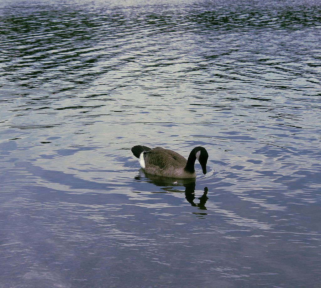 Goose on the waters of Riverfront State Park