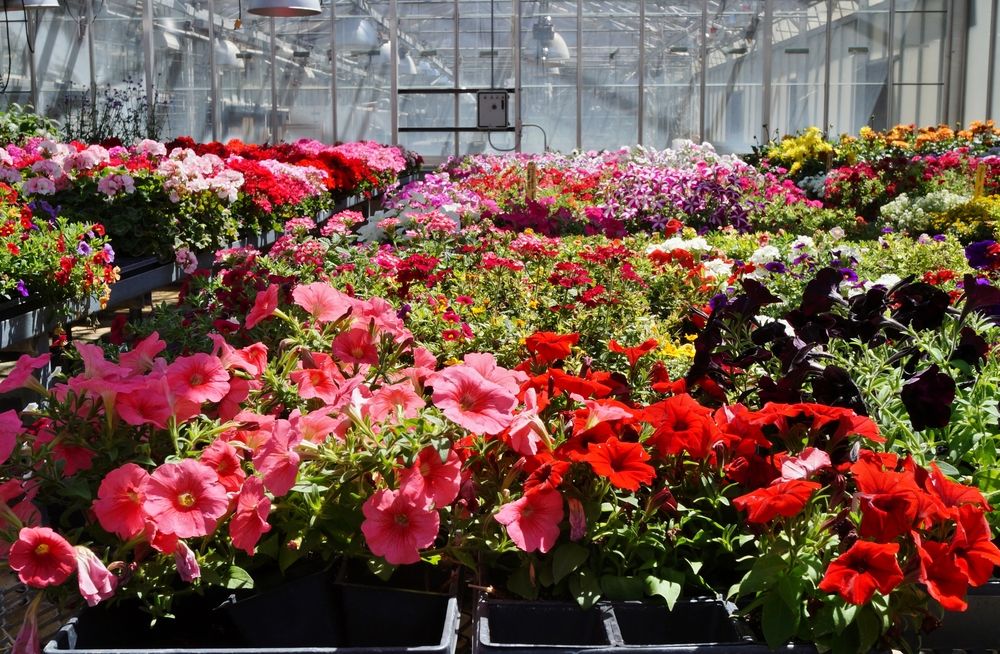 Vibrant flowers at MSU Horticulture Gardens