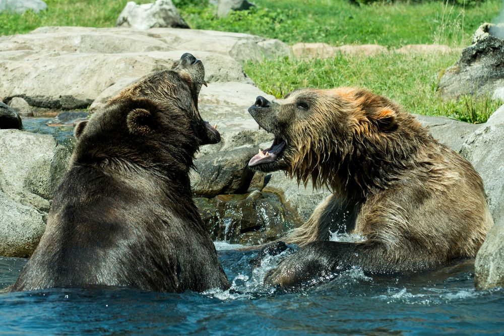 Grizzly bears at Minnesota Zoo