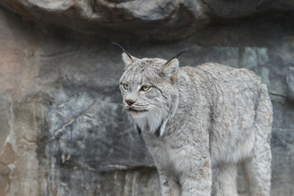 Wildcat at Minnesota Zoo