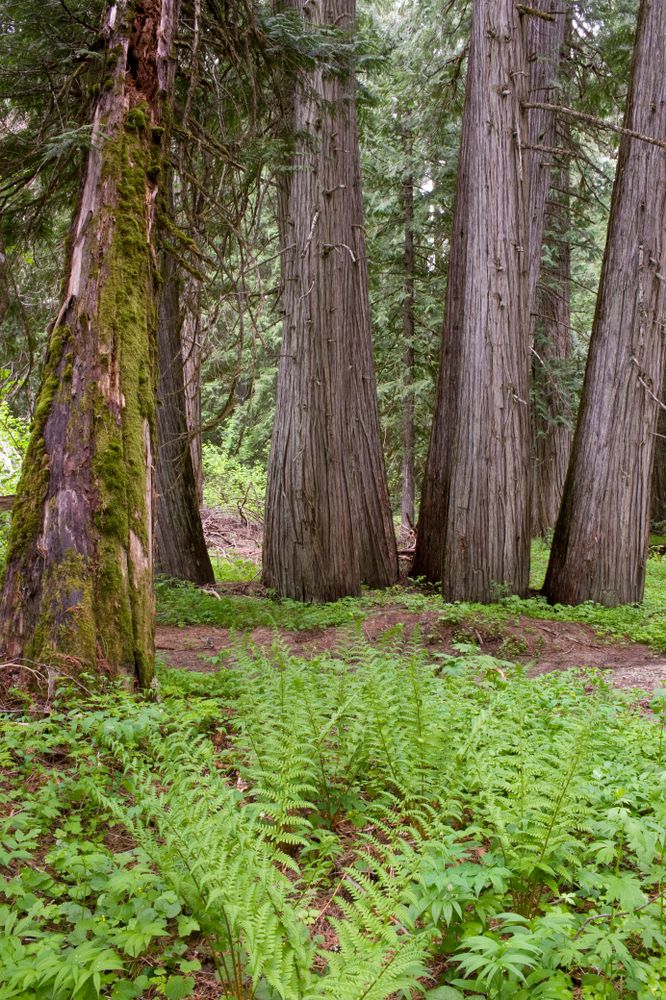 Cedar grove at Kootenai National Forest