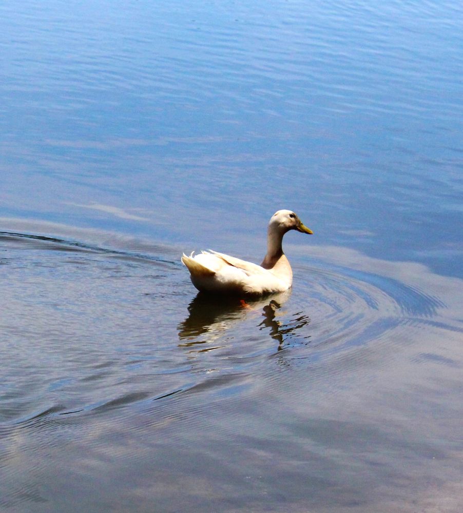 A duck swimming on the waters of Luther Britt Park